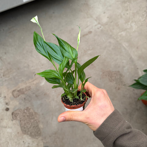 Simegarden Spathiphyllum wallisii 6 cm
