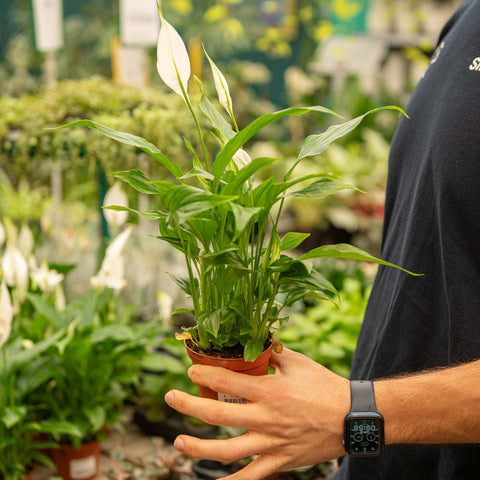 Simegarden Spathiphyllum wallisii 9 cm