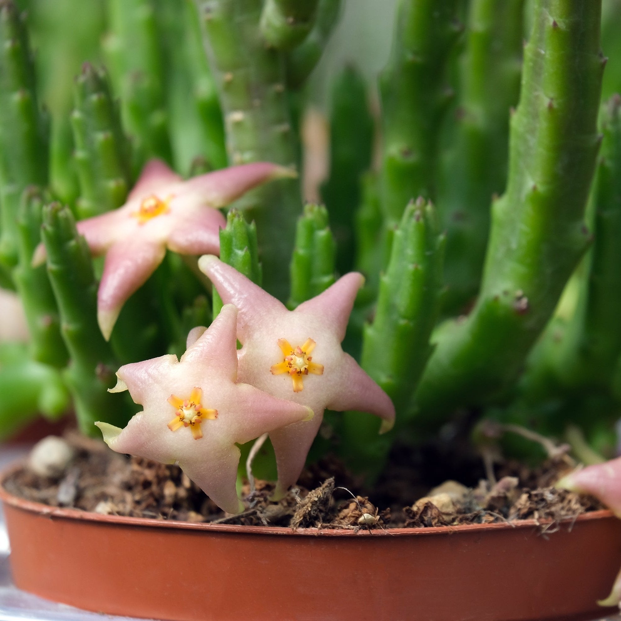 Stapelia gigantea vaso 10,5cm foto reali pianta grassa | Leroy Merlin Stapelia gigantea vaso 10,5cm foto reali pianta grassa | Leroy Merlin