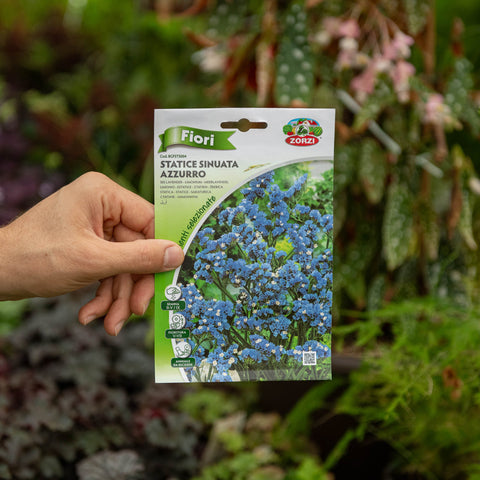 Simegarden Statice Azzurro semi