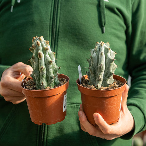 Simegarden Stenocereus beneckei 12 cm