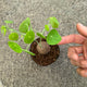 Simegarden Stephania erecta 11.5 cm / >5.5 cm
