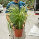 Simegarden Stipa tenuissima 24 cm