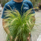 Simegarden Stipa tenuissima