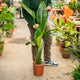 Simegarden Strelitzia 24 cm