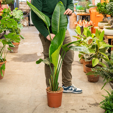 Simegarden Strelitzia 24 cm