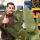 Simegarden Strelitzia 32 cm