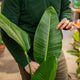Simegarden Strelitzia