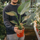 Simegarden Strelitzia nicolai 17cm