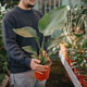 Simegarden Strelitzia nicolai 17cm