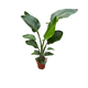 Simegarden Strelitzia nicolai 19 cm - XXL