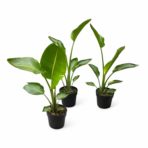 Simegarden Strelitzia nicolai 21 cm - PROMO