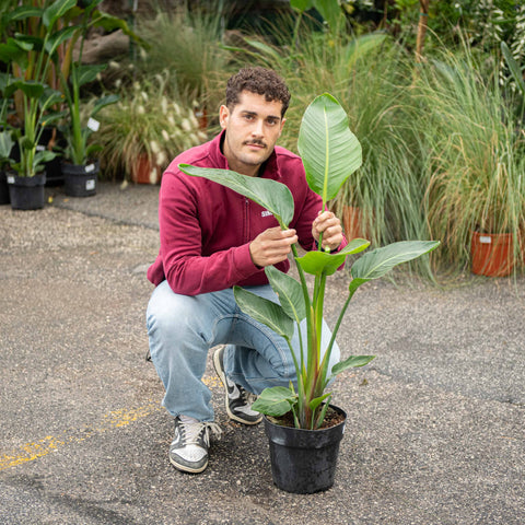 Simegarden Strelitzia nicolai 23 cm