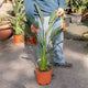 Simegarden Strelitzia reginae 22 cm