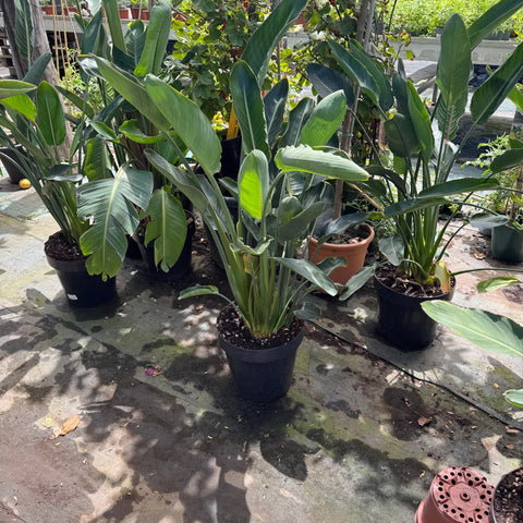 Simegarden Strelitzia reginae 30 cm