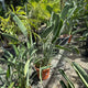 Simegarden Strelitzia reginae 40-45 cm