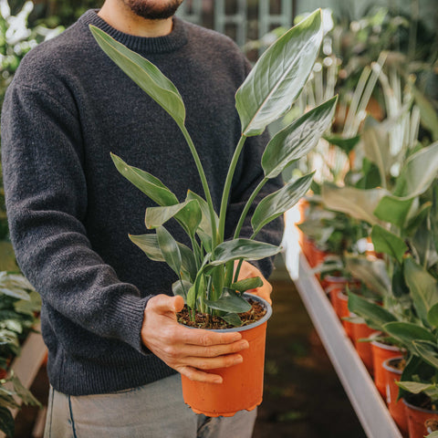 Simegarden Strelitzia reginae