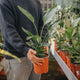 Simegarden Strelitzia reginae