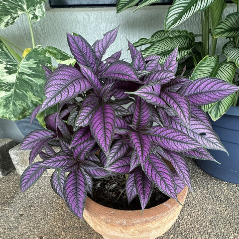 Simegarden Strobilanthes dyerianus 13 cm