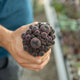 Simegarden Sulcorebutia rauschii 8.5 cm