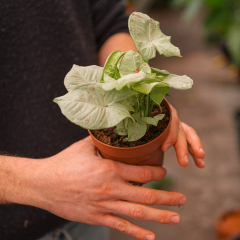 Simegarden Syngonium confetti