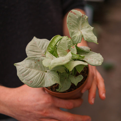 Simegarden Syngonium confetti 12 cm