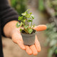 Simegarden Syngonium pixie 12 cm