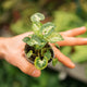 Simegarden Syngonium pixie 12 cm