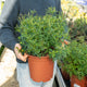 Simegarden Tagetes lemmonii 24 cm