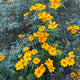 Simegarden Tagetes lemmonii 24 cm