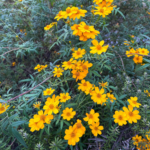 Simegarden Tagetes lemmonii 24 cm