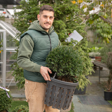 Simegarden Tasso comune 30 cm