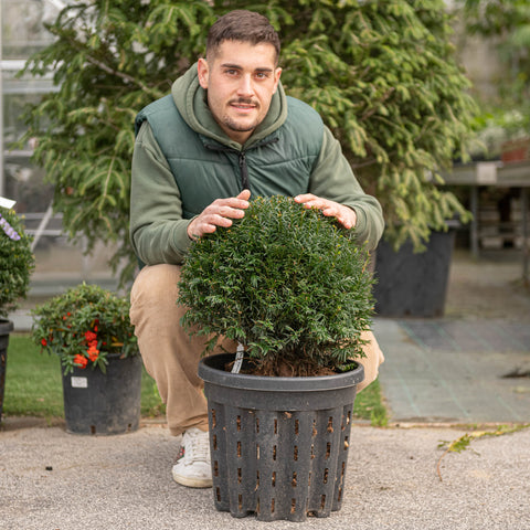 Simegarden Tasso comune 30 cm