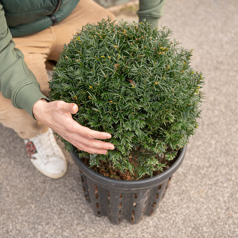 Simegarden Tasso comune 30 cm