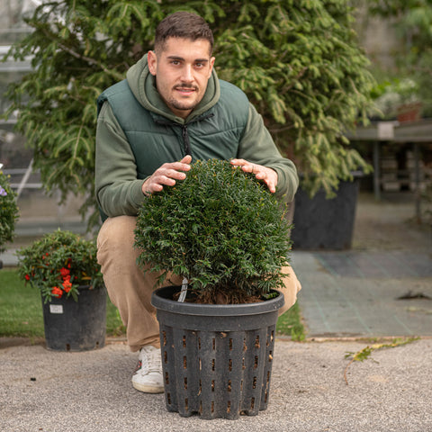 Simegarden Tasso comune 30 cm