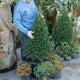 Simegarden Taxus baccata 40 cm