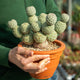 Simegarden Tephrocactus geometricus 2 palle 17 palle