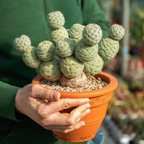 Simegarden Tephrocactus geometricus 2 palle 17 palle