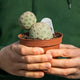 Simegarden Tephrocactus geometricus 2 palle 2 palle