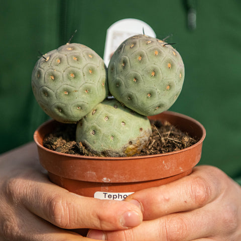 Simegarden Tephrocactus geometricus 2 palle 3 palle