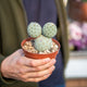 Simegarden Tephrocactus geometricus 2 palle 3 palle