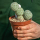 Simegarden Tephrocactus geometricus 2 palle 4 palle