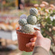 Simegarden Tephrocactus geometricus 2 palle 4 palle
