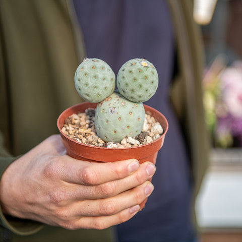 Simegarden Tephrocactus geometricus 2 palle
