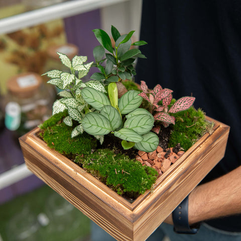 Simegarden Terrario piante 21x21 cm