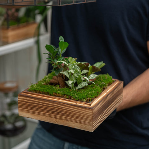 Simegarden Terrario piante 21x21 cm