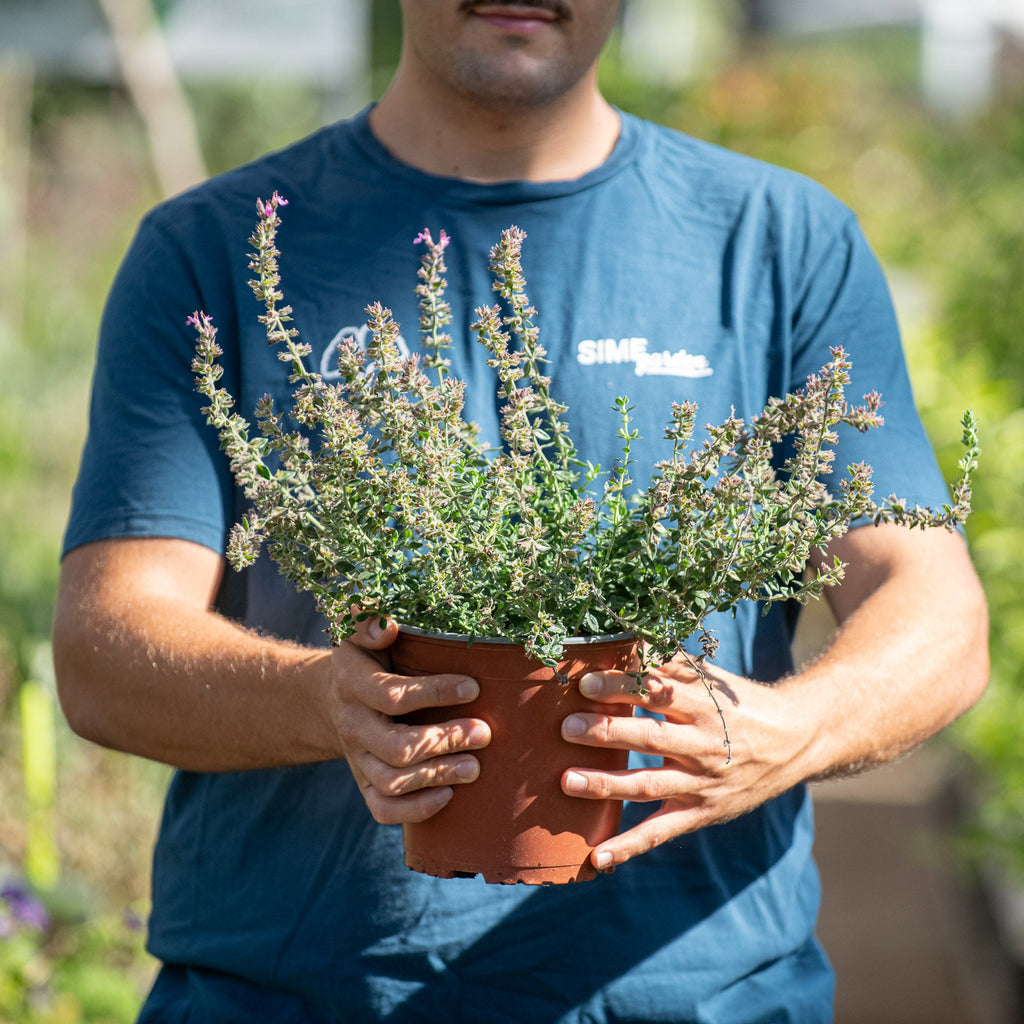 Azureuma Teucrium fruticans azureum (Teucrium azureum) – Simegarden