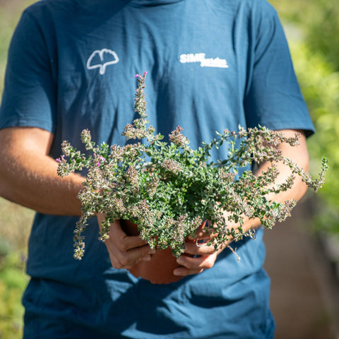 Simegarden Teucrium chamaedrys 17 cm