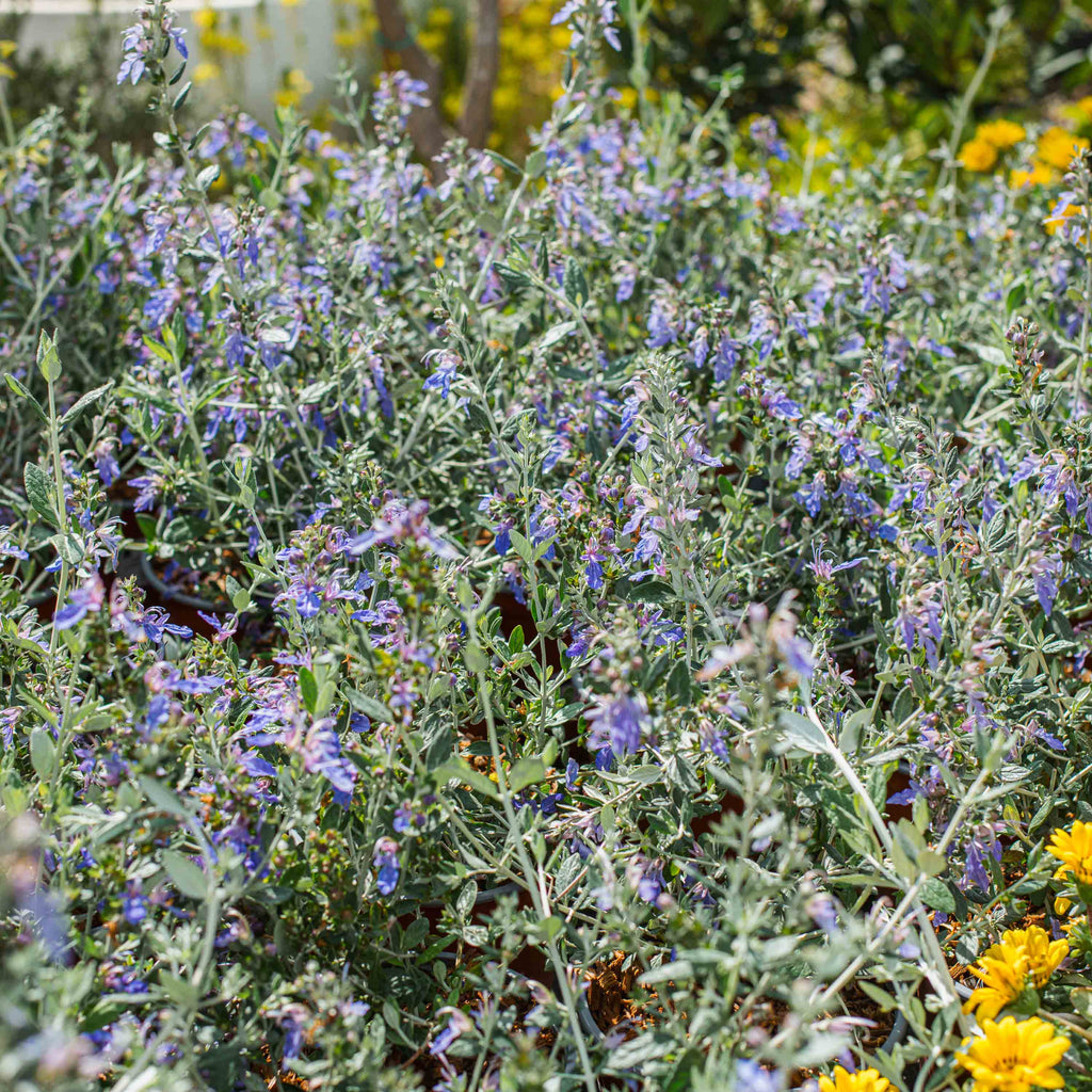 Azureuma Teucrium fruticans azureum (Teucrium azureum) – Simegarden