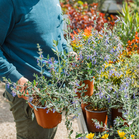 Simegarden Teucrium fruticans azureum